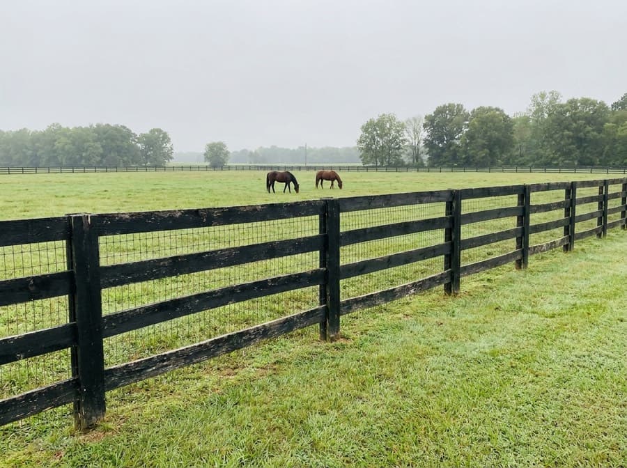 Four-board horse fence backed with no-climb wire mesh around a green paddock with horses grazing